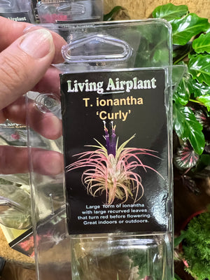 Tillandsia gift