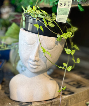 Sleeping beauties pot