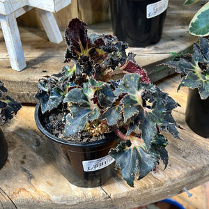 Begonia  Rex varieties