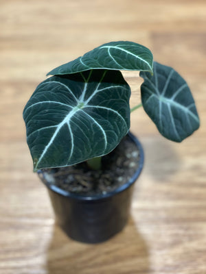 Alocasia ‘Black velvet’