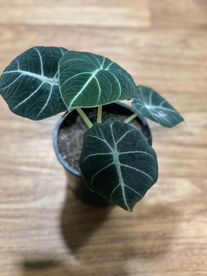 Alocasia ‘Black velvet’