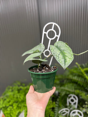 Scindapsus pictus argyreaus ‘satin pothos’