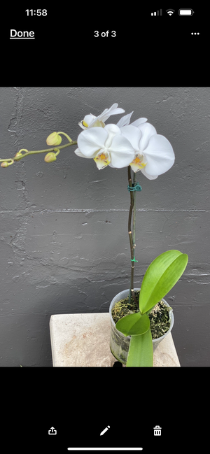 Phalaenopsis mini  double stem orchid