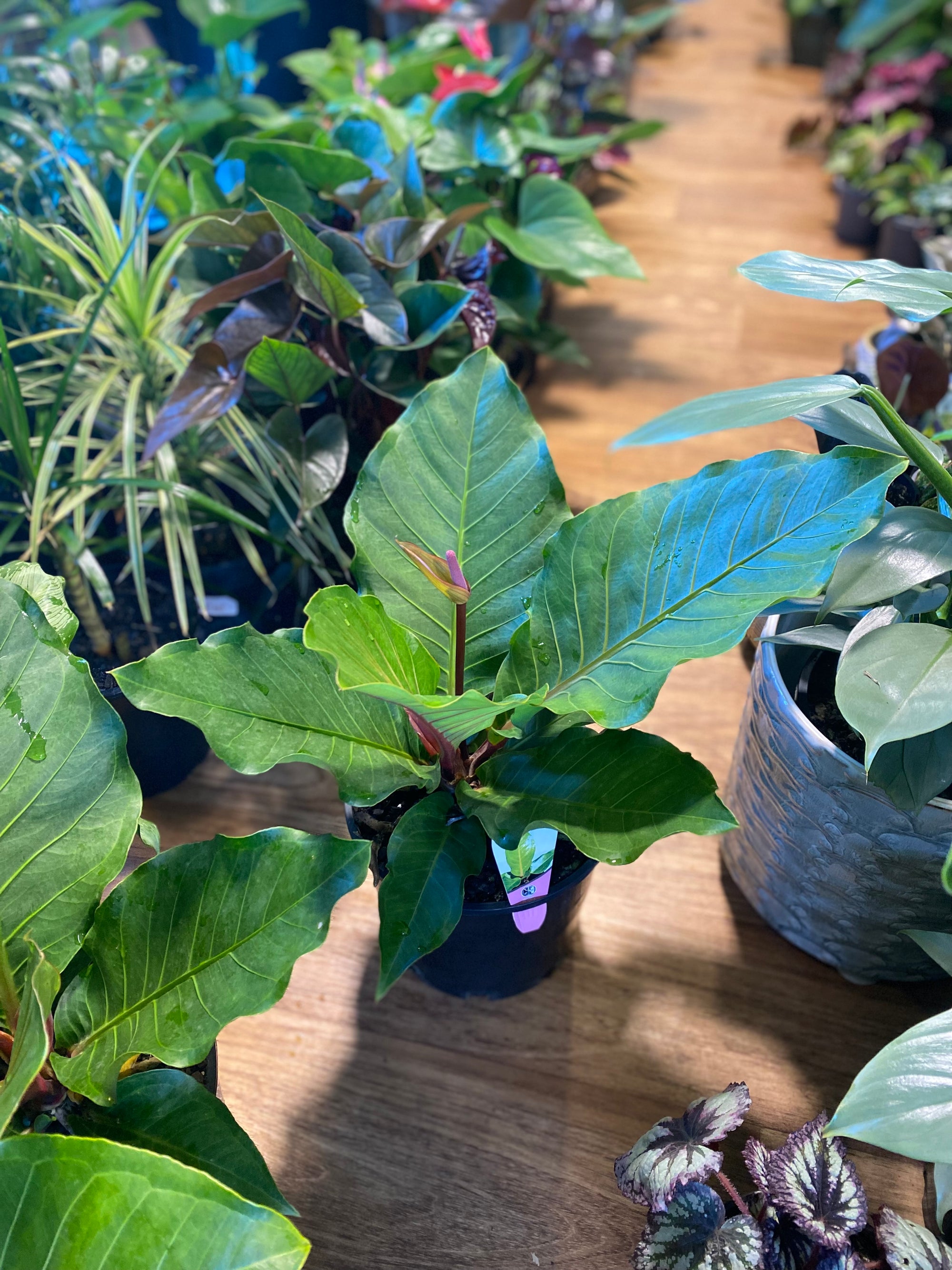 Anthurium hookerii pink ruffles