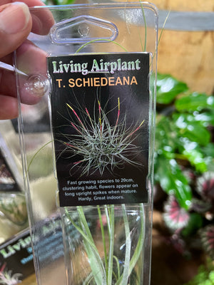 Tillandsia gift