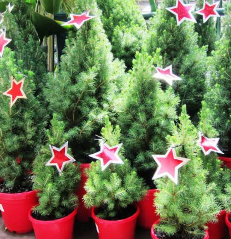 Picea glauca
