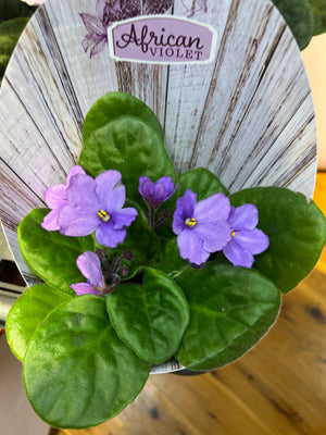 African Violets