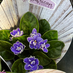 African Violets