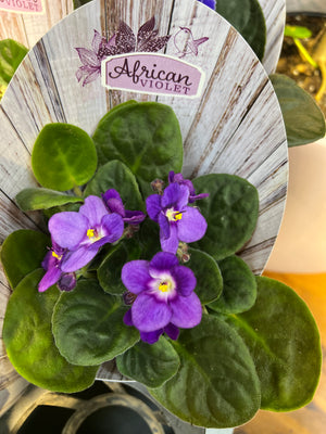 African Violets