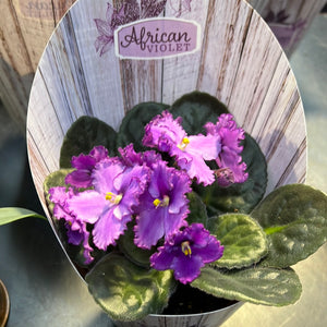 African Violets