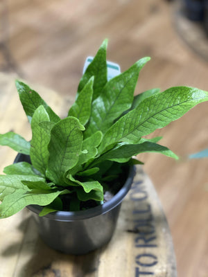 Crocodile leaf fern Microsorum musifolium 'crocodylus ') - That Plant Shop