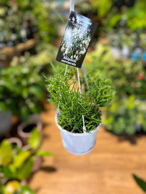 Rhipsalis pom pom cereuscula