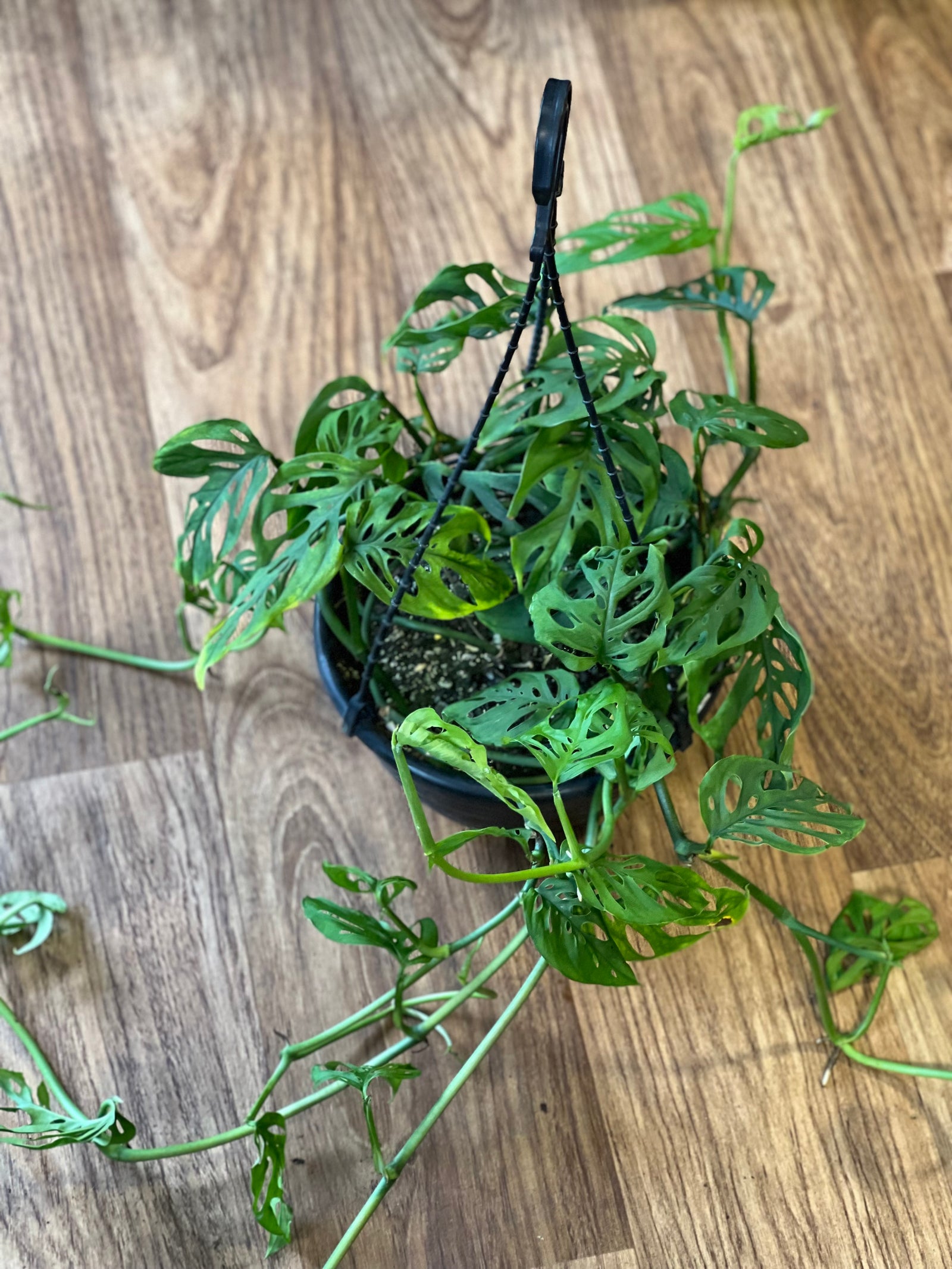 Monstera adansonaii hanging basket