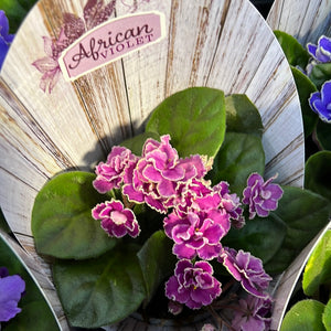 African Violets
