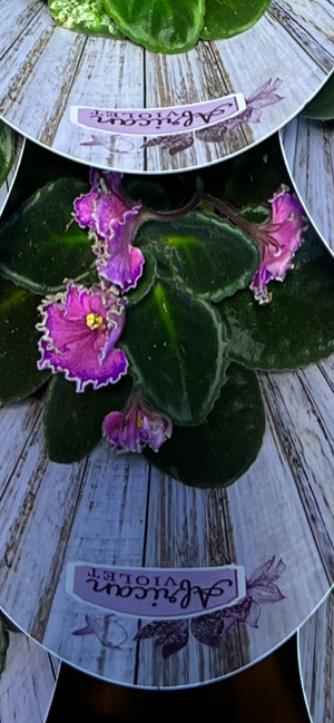 African Violets