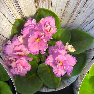 African Violets
