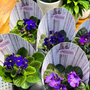 African Violets