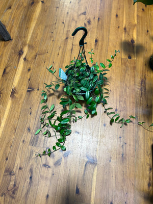 Aechynanthus lipstick