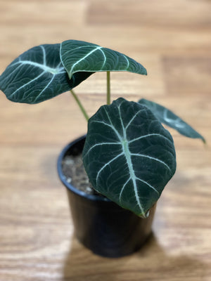 Alocasia ‘Black velvet’