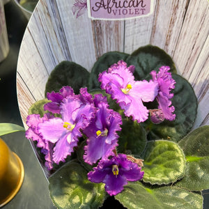 African Violets