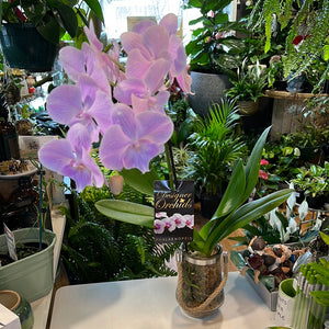 Phalaenopsis mini  double stem orchid