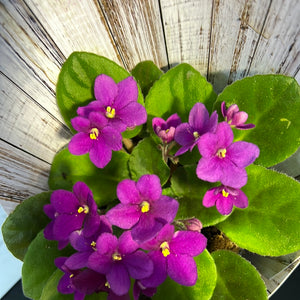 African Violets