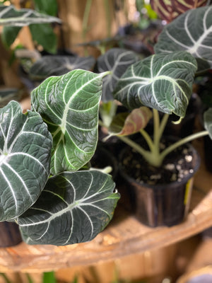 Alocasia ‘Black velvet’