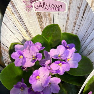 African Violets